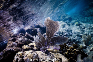 A sea fan  near the surface. by Bruce Campbell 